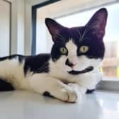 What you should do if you find a stray, feral or lost cat