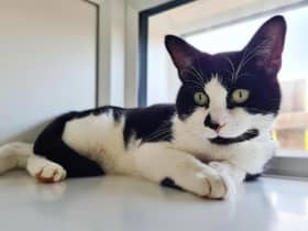 What you should do if you find a stray, feral or lost cat