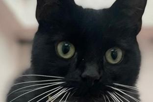 Snuggles is a two year old neutered female who's owner sadly passed away. From meetings she has already had she can be feisty with some people at first. Homes with children would not be appropriate.