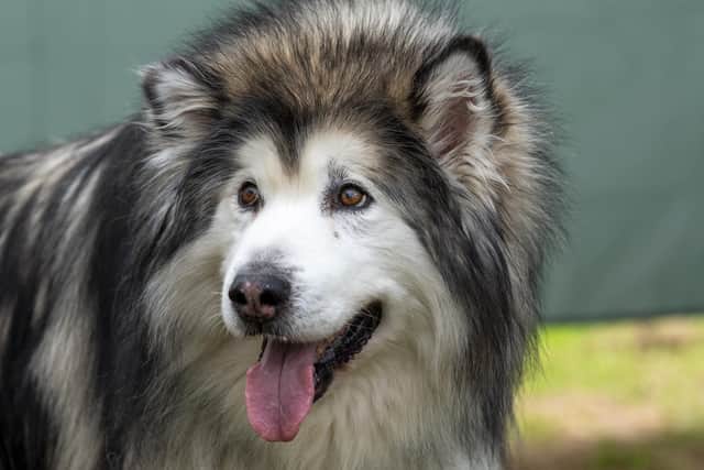 A husky similar to the one which attacked a woman in a Haydock park