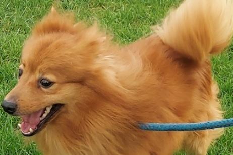 Monty is a five-year-old Pomeranian. Originally a stray, history/habits unknown.