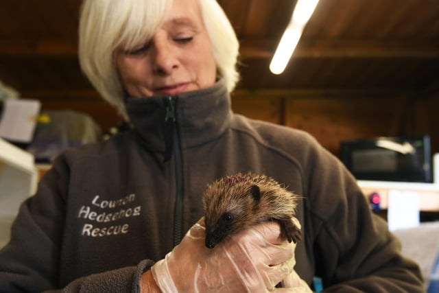 Irene Thomson with one of nearly 40 hedgehogs she is currently looking after.