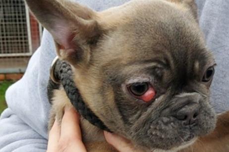 Daphne is a four-month old female French Bulldog. Originally a stray, history/habits unknown. Cherry eye on arrival to be operated on in the coming days.
