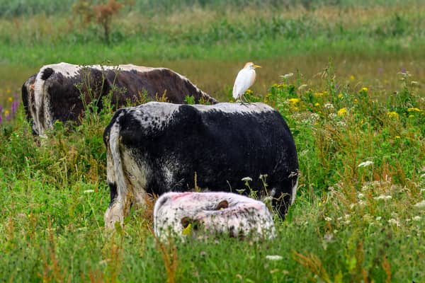 Long horn Cattle with a passenger!