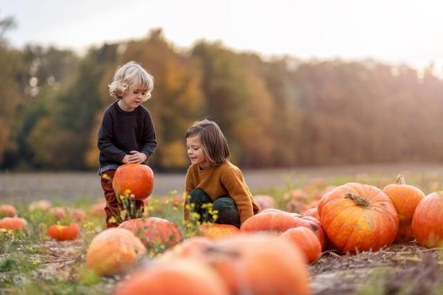 Windy Arbour Farm, Asthon Road, will provide plenty of pumpkins for families to carve ahead of Halloween