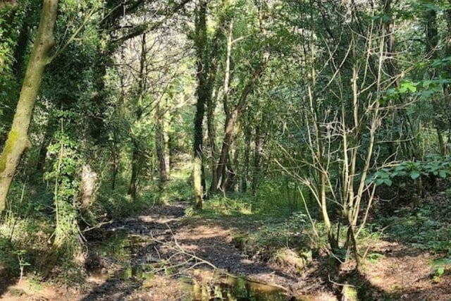 Borsdane Wood's impressive biodiversity has made it an area of high importance for the local community.