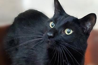 Two year old male Black DSH. Clyde’s previous owner sadly passed away so his background is not known. He is a little bit nervous but did behave when having his vet checks. He has been used to living with another cat.