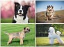 According to Pets at Home, all dogs can be trained, but some breeds are far more receptive than others (Photo: Shutterstock)