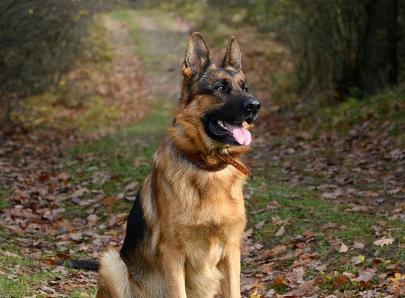 The German Shepherd had 6 mentions by canine experts regarding which is the best dog breed for car travel