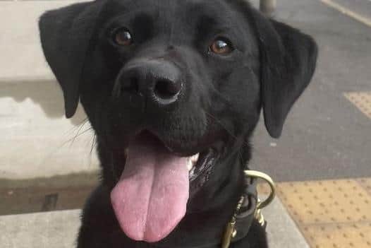 PD Trevor. CREDIT: Lancashire Police Dog Unit
