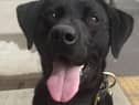PD Trevor. CREDIT: Lancashire Police Dog Unit
