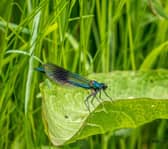 The Banded Demoiselle