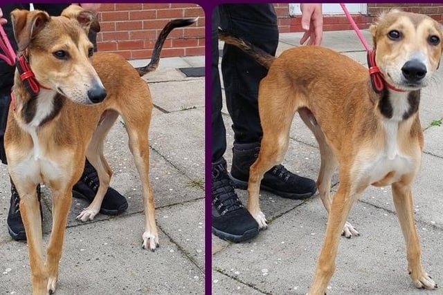 Seven month old castrated male Lurcher. Rocky is looking for a new home as his owner is unable to care for him now. He has been good natured and playful with staff so has no restrictions, though he may prove a little too boisterous for very small children