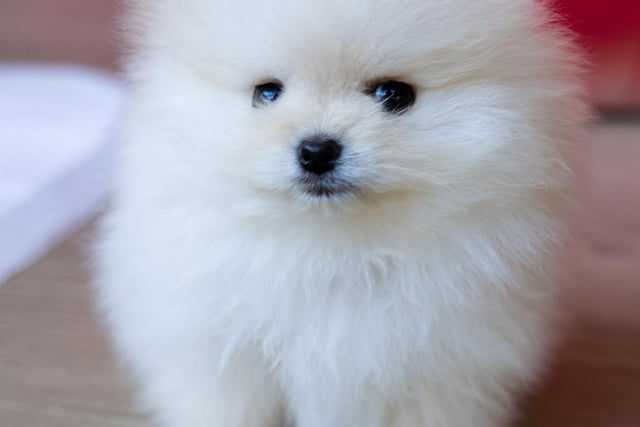 Pomeranian had 10 mentions by experts