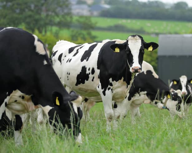 Dairy cows grazing. Picture: Cliff Donaldson