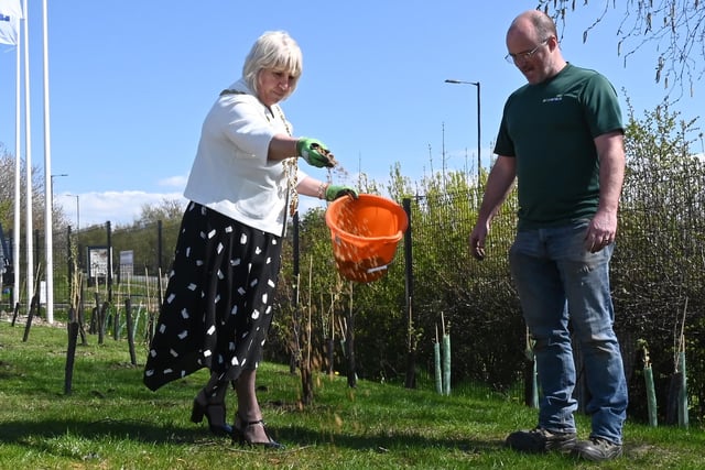 The Mayor of Wigan Coun Marie Morgan, helps plants trees and seeds at the official opening of Algeco.