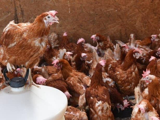 New homes are needed for hens to prevent them being slaughtered