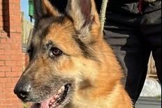 Seven year old female German Shepherd that was abandoned by her owner so history is unknown. She has been friendly with staff but has taken a dislike to some dogs, so homes without pets and older children can be considered