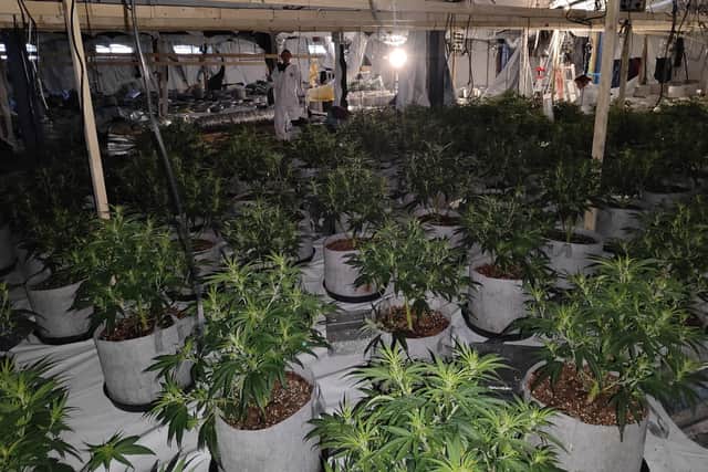 Just some of the hundreds of cannabis plants found growing in an Ince industrial unit