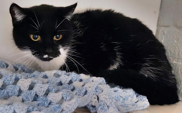 Blossom is an 11 year old female who's owner sadly died.