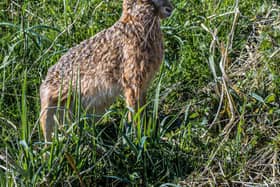 The Hare, this one is quite calm