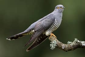 THURSLEY, ENGLAND - MAY 28:  A Cuckoo sits on a perch in woodland on Thursley Common on May 28, 2017 in Thursley, England. The United Kingdom has seen a 71 percent decline in the breeding population of Cuckoos over the last 25 years. The fall in numbers is thought to be linked to the migration routes the birds take to get to their wintering grounds in the Congo Basin in West Africa. After a study of satellite tagged birds by the BTO (British Trust for Ornithology), between 2011 and 2014 it was thought that those traveling South East through Italy or the Balkans fared better than those taking the more direct route South West through Spain and Morocco despite being 12 percent longer. The environmental conditions at stop over sites are thought to be the main thing that determine the birds' migration success with drought and wildfires on the shorter routes having a negative effect. That pattern continues and the Cuckoo remains on the Red List of Birds of Conservation Concern, where it has been since 2009.  (Photo by Dan Kitwood/Getty Images)