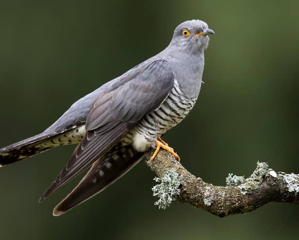 THURSLEY, ENGLAND - MAY 28:  A Cuckoo sits on a perch in woodland on Thursley Common on May 28, 2017 in Thursley, England. The United Kingdom has seen a 71 percent decline in the breeding population of Cuckoos over the last 25 years. The fall in numbers is thought to be linked to the migration routes the birds take to get to their wintering grounds in the Congo Basin in West Africa. After a study of satellite tagged birds by the BTO (British Trust for Ornithology), between 2011 and 2014 it was thought that those traveling South East through Italy or the Balkans fared better than those taking the more direct route South West through Spain and Morocco despite being 12 percent longer. The environmental conditions at stop over sites are thought to be the main thing that determine the birds' migration success with drought and wildfires on the shorter routes having a negative effect. That pattern continues and the Cuckoo remains on the Red List of Birds of Conservation Concern, where it has been since 2009.  (Photo by Dan Kitwood/Getty Images)