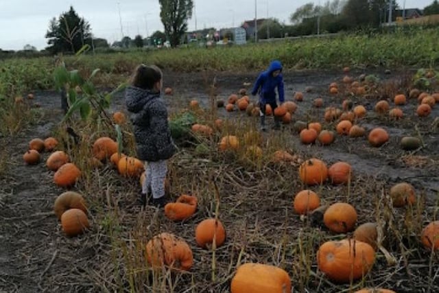 Grange Farm, Stone Cross Lane, Lowton. A relatively new addition, but there are plenty of pumpkins to pick come October. Telephone 01925 290062
