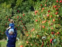 Apple Day at Lotherton Hall, near Leds