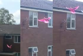 One of the world's rarest birds may have been spotted... in Nelson! Kelly Lunney couldn't believe her eyes when she saw a pink pigeon fluttering around Netherfield Gardens. For if it was what was known as a Nesoenas Mayeri, a species of pigeon endemic to Mauritius, there are just 500 left in the world. Kelly was able to take a few photos and video footage of the eye catching bird as it kept returning to the same place