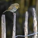Young Robin