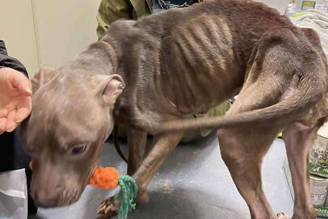 RSPCA probe: skeletal dog found tied to Wigan park's railings