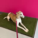 One of Harrison Family Vets’ clients enjoy the grass topped weighing scales.