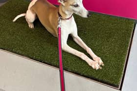 One of Harrison Family Vets’ clients enjoy the grass topped weighing scales.