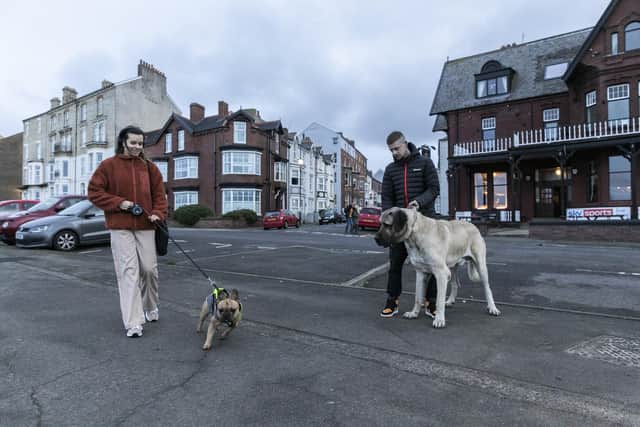 Abu next to other dogs. Abu, 2, a  Aksaray Malaklisi, is believed to be one of the biggest dogs in the UK. Abu and owner Dylan Shaw, 33, pictured in Saltburn, North Yorks, Oct 30 2023.