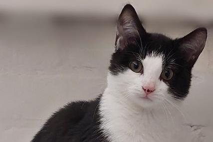 Approximately 17 week old male. Fergus was left in a boarding cattery after his owner could not take him back. He is quite friendly but can be a bit cheeky with it so his new owner should be prepared for a bit of kitten chaos until he settles down a bit