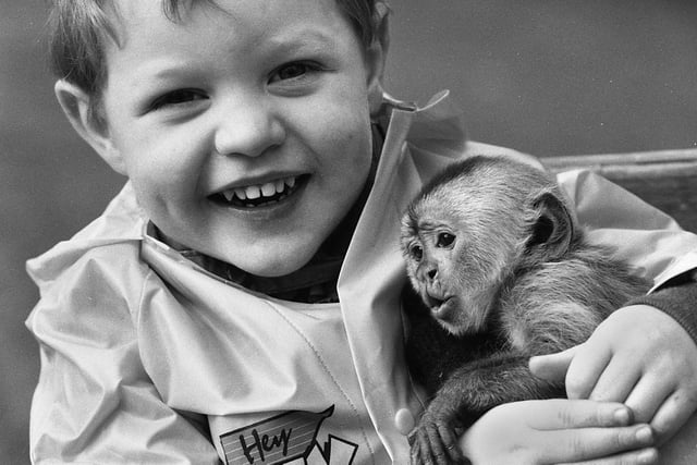 Daniel Birchinall, aged 3, cuddles Coco, a Capuchin monkey, in one of the last pictures at Haigh Zoo as its closure is announced in February 1992.