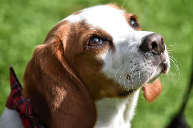 Scrufts Dog Show at Haigh Woodland Park 2021.
.