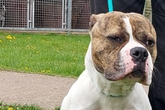 Approximately a three to four year old female Staffordshire Bull Terrier/American Bulldog type mix. Rosie was abandoned and would require a quiet, pet free, adult only home where she can settle