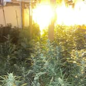 The cannabis farm which was uncovered