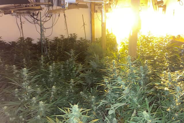 The cannabis farm which was uncovered