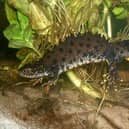 A great crested newt