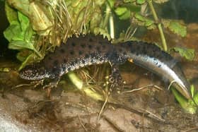 A great crested newt