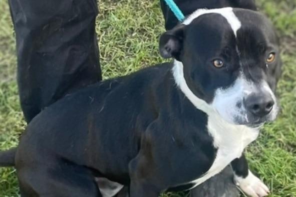 Milo is a one-year-old Staffordshire Bull Terrier Cross. History/habits unknown. Milo will be suited to a home with children over 12-years-old.