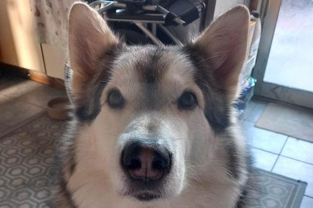 "Thought I would let you know how Shane (grey) is getting on. I rescued him from you two years ago today. He's doing brilliant.  He gets on well with my cat and the rabbits. He is an absolute sweetheart.  Couldn't of asked for a better dog. Thank you"