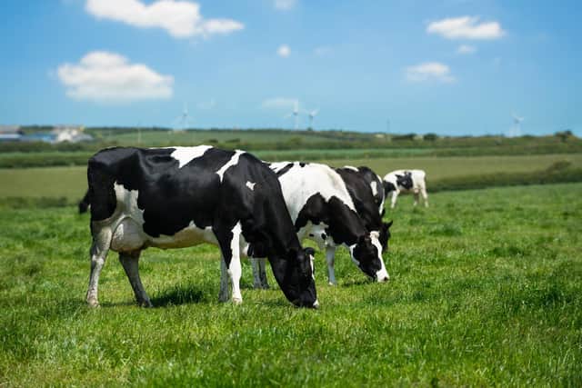 Grazing dairy cows in Cornwall farmland with wind turbines in the background