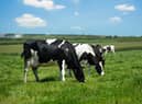 Grazing dairy cows in Cornwall farmland with wind turbines in the background