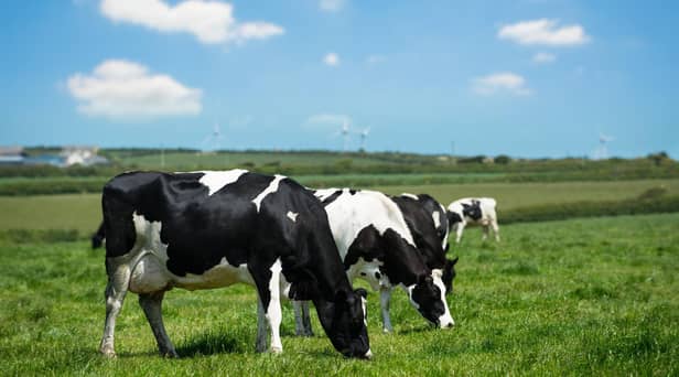 Grazing dairy cows in Cornwall farmland with wind turbines in the background