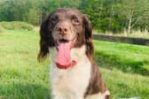 Angel became ill after walking at Three Sisters