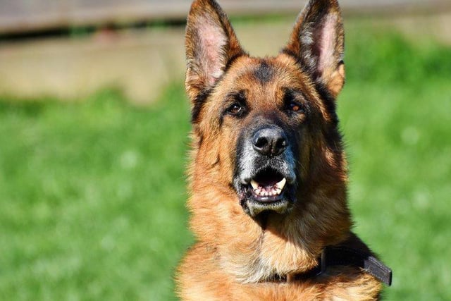 German Shepherds have a price tag of around £1,055.